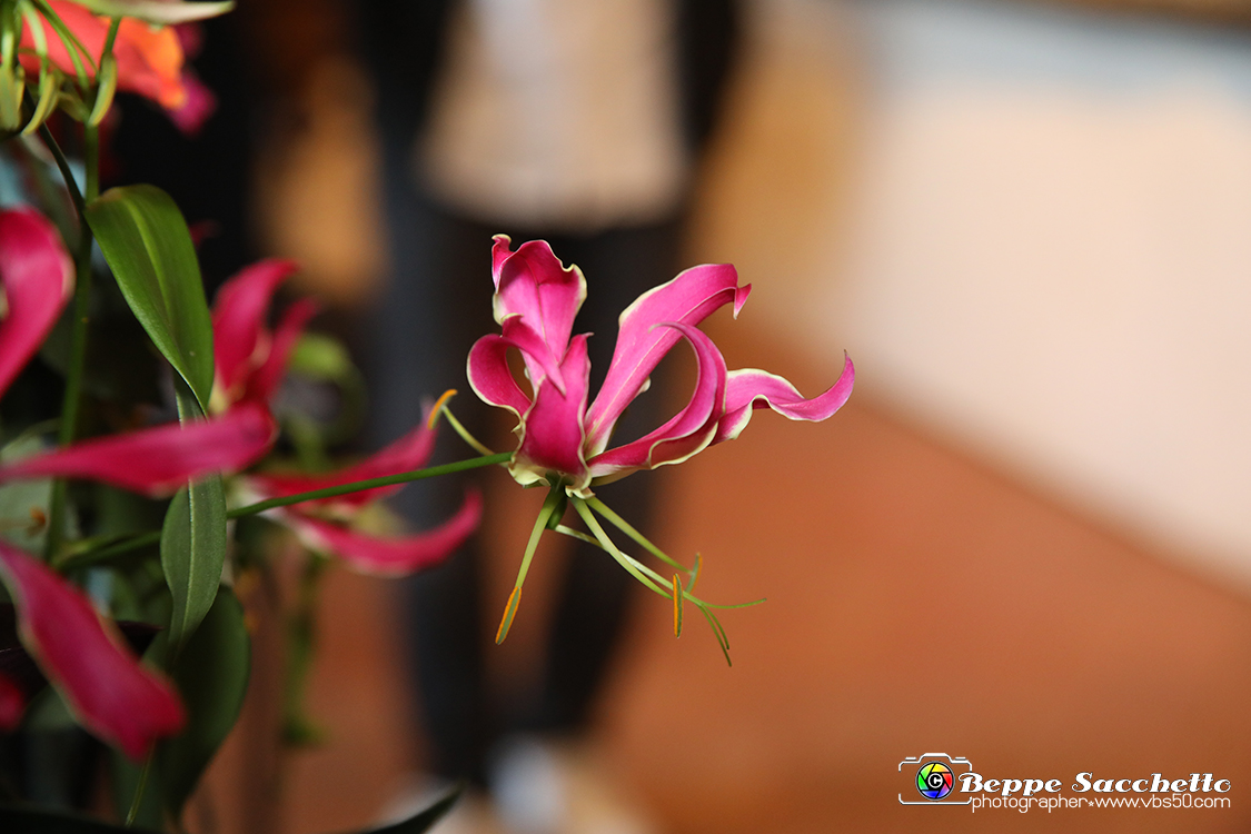 VBS_0190 - Corollaria Flower Exhibition 2022.jpg